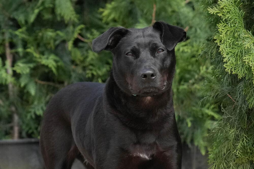 Enlarge Lilly Ann, a Adoptable mixed breed in Columbus, OH image 4/6