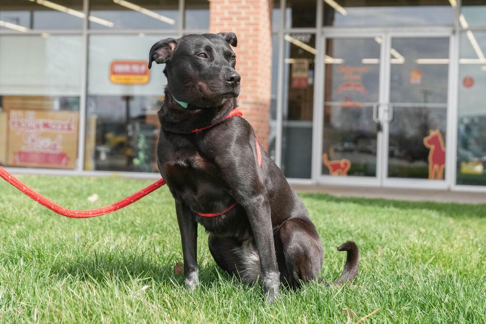 Enlarge Lilly Ann, a Adoptable mixed breed in Columbus, OH image 5/6