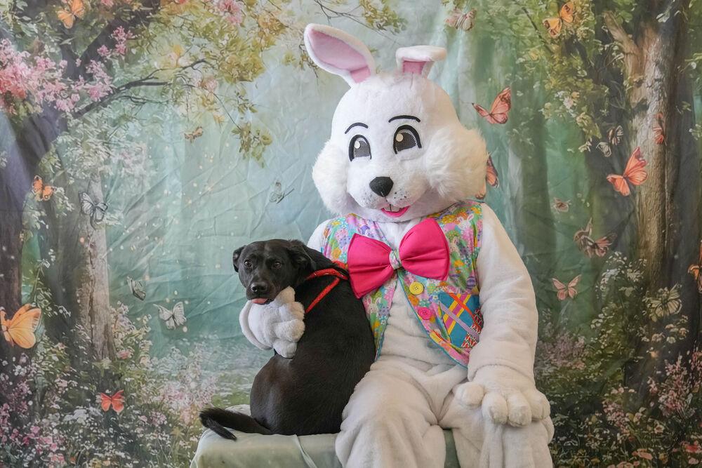 Enlarge Lilly Ann, a Adoptable mixed breed in Columbus, OH image 6/6