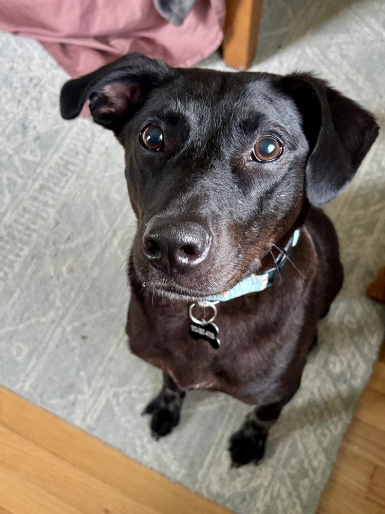 Lilly Ann, a Adoptable mixed breed in Columbus, OH image 6/6