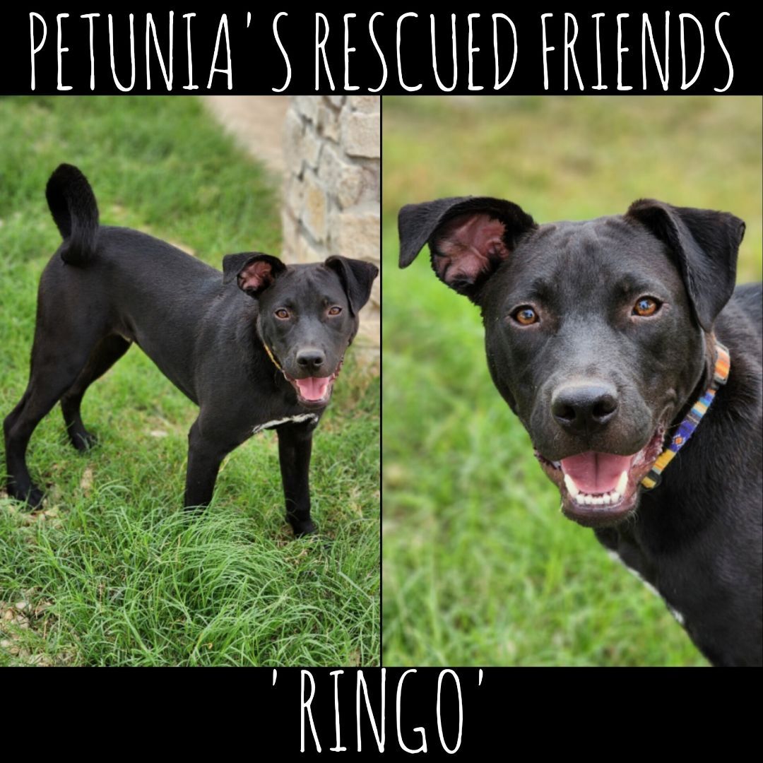 Enlarge Ringo. , a Adoptable mixed breed in Castroville, TX image 1/4