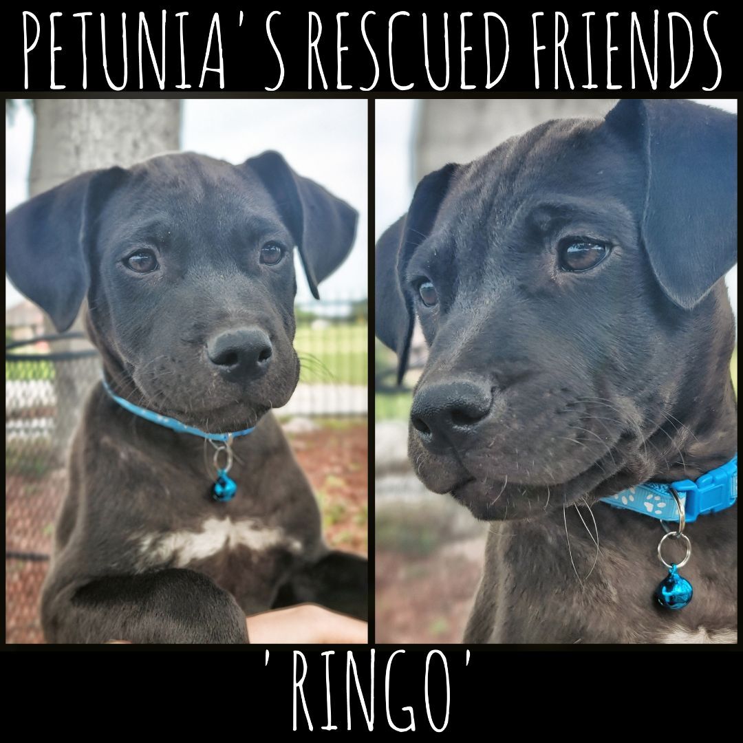 Enlarge Ringo. , a Adoptable mixed breed in Castroville, TX image 2/4