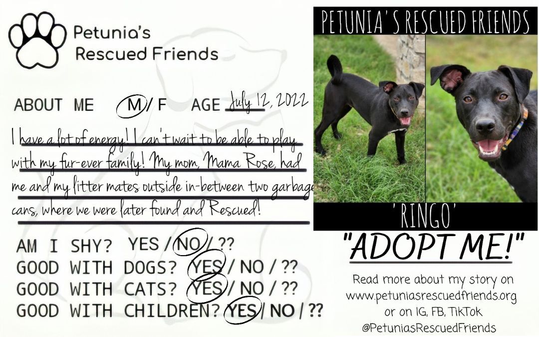 Enlarge Ringo. , a Adoptable mixed breed in Castroville, TX image 3/4