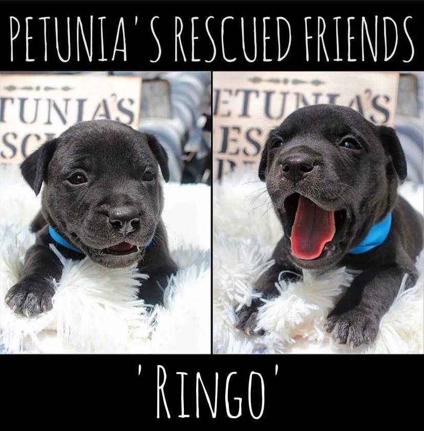 Enlarge Ringo. , a Adoptable mixed breed in Castroville, TX image 4/4