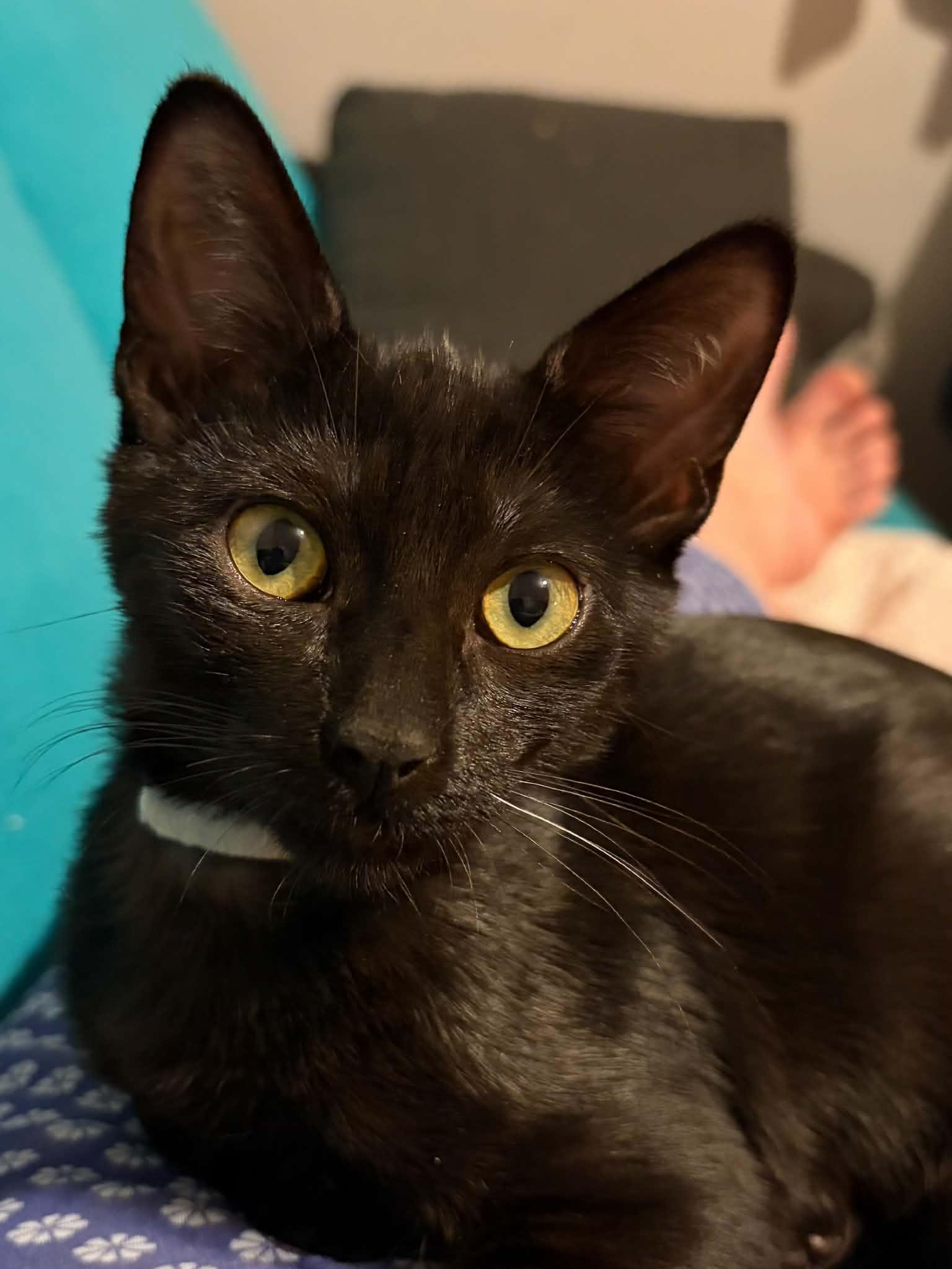 Skye, ADOPTABLE, Kitten Female Domestic Short Hair.
