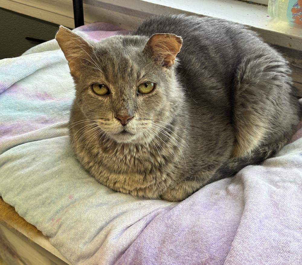 Sebastian, a Adoptable Domestic Short Hair in Randolph, MA image 2/3