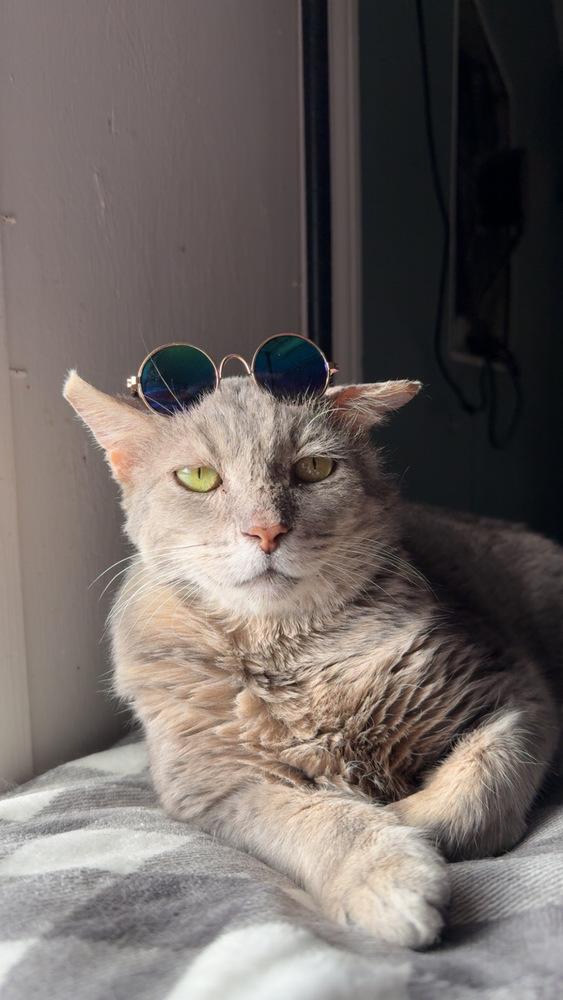 Sebastian, Adoptable, Adult Male Domestic Short Hair.