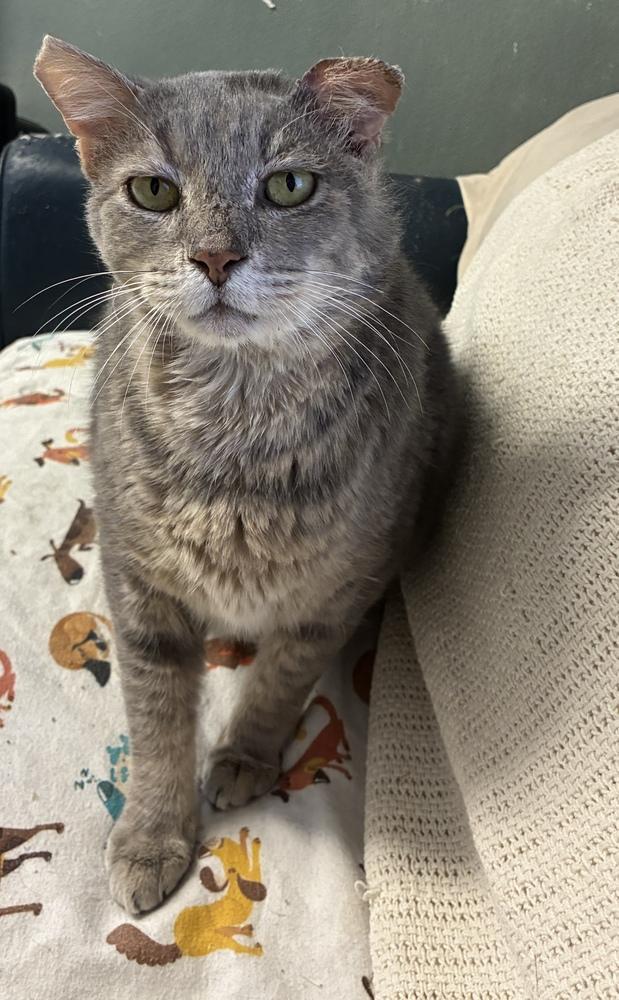 Sebastian, a Adoptable Domestic Short Hair in Randolph, MA image 3/3