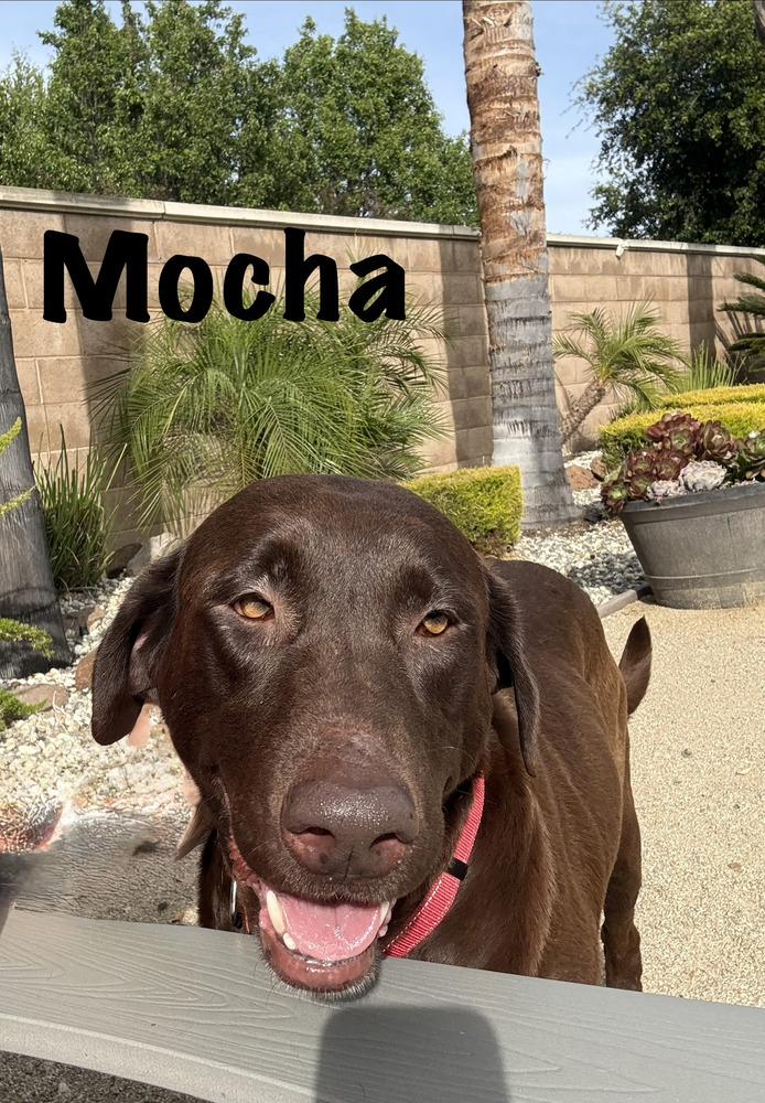Enlarge Mama Mocha, a Adopted mixed breed in Pleasant Hill, CA image 1/1