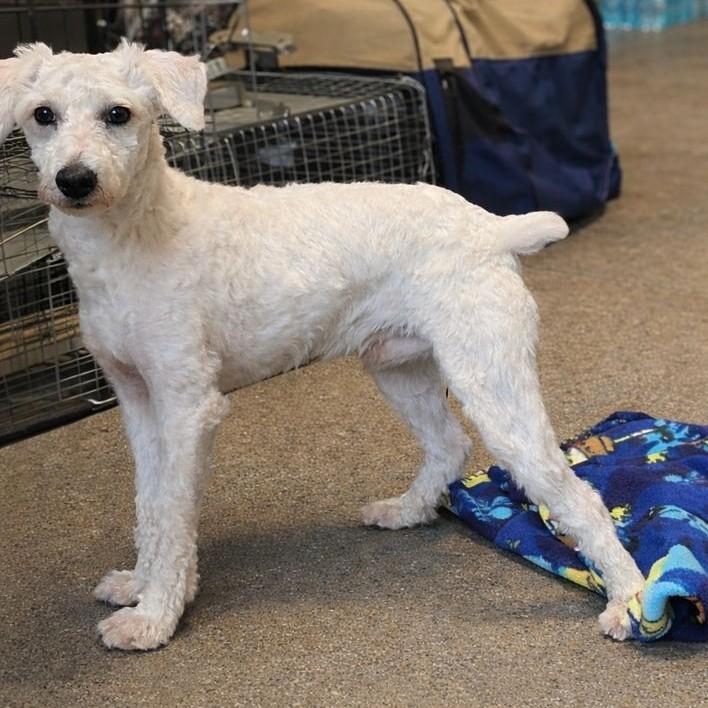 Enlarge Cisco, a ADOPTABLE Miniature Poodle in Rensselaer, NY image 4/4
