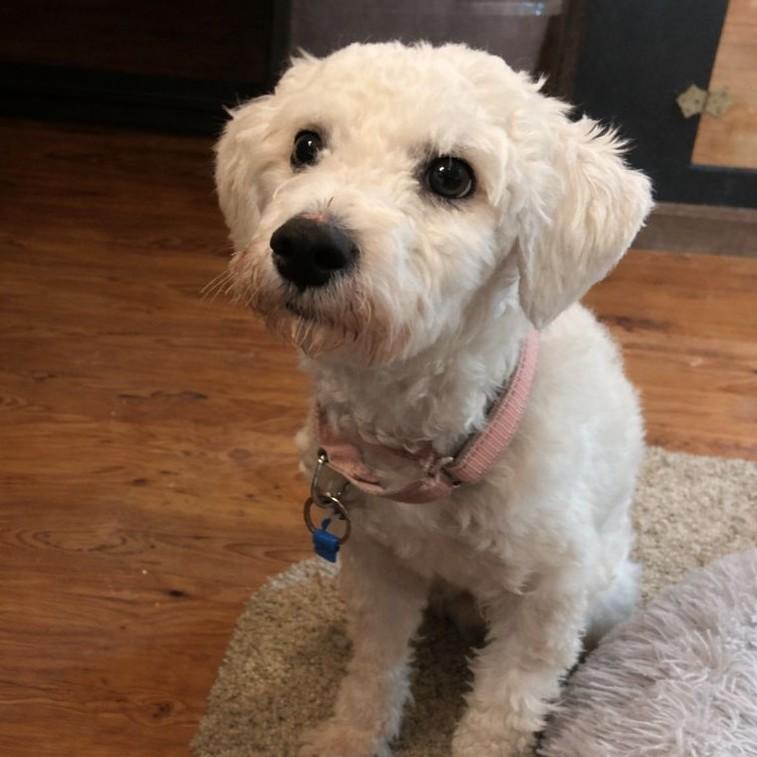 Enlarge Cisco, a ADOPTABLE Miniature Poodle in Rensselaer, NY image 1/4