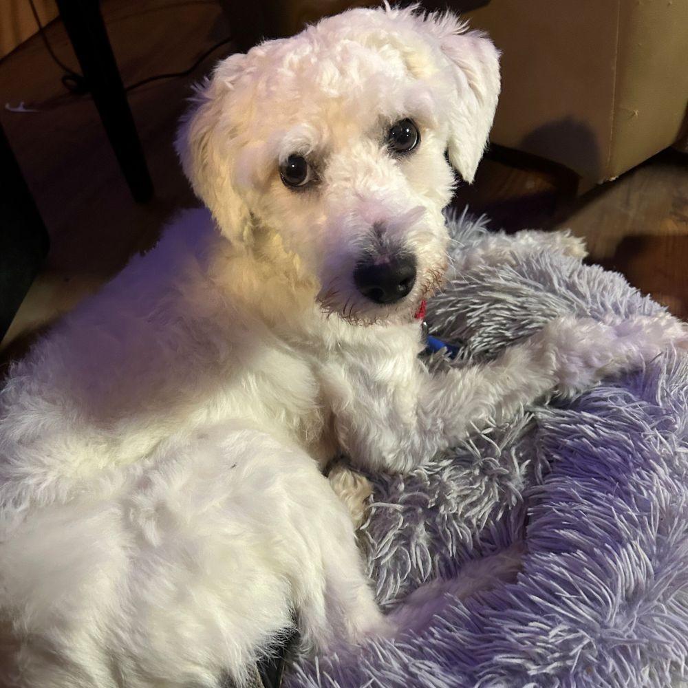 Enlarge Cisco, a ADOPTABLE Miniature Poodle in Rensselaer, NY image 2/4