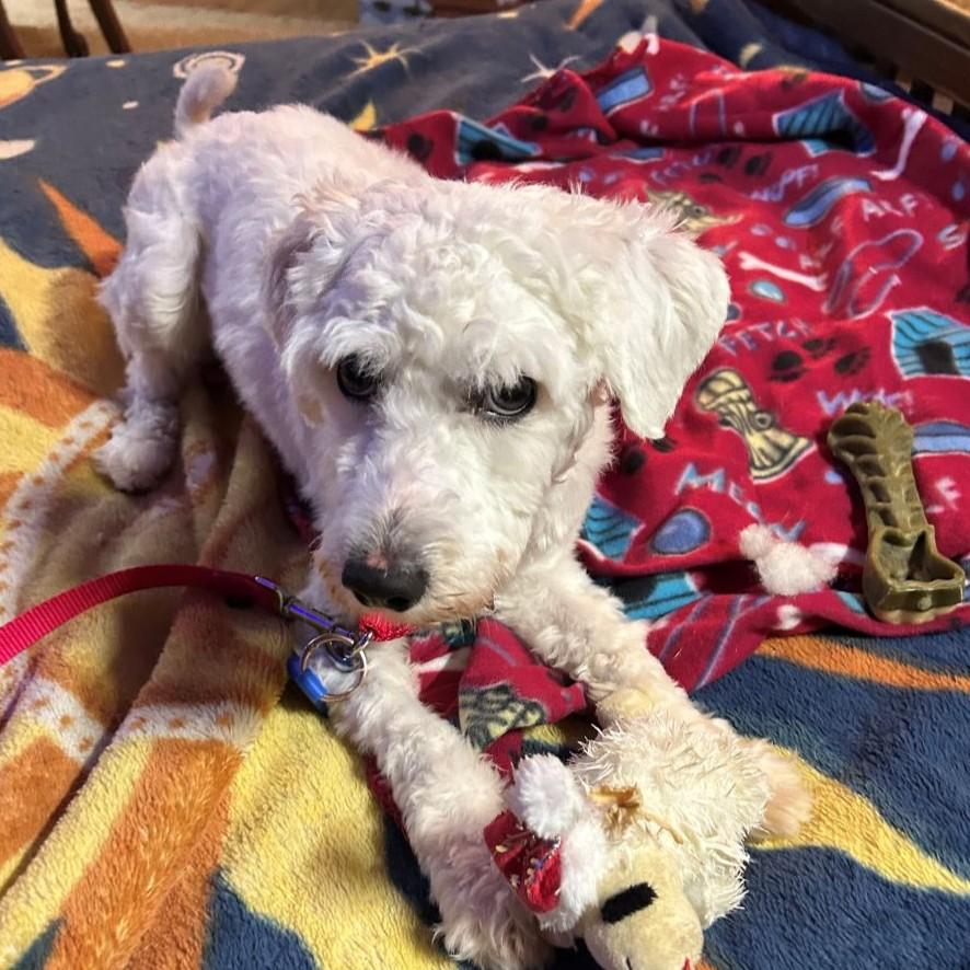 Enlarge Cisco, a ADOPTABLE Miniature Poodle in Rensselaer, NY image 3/4