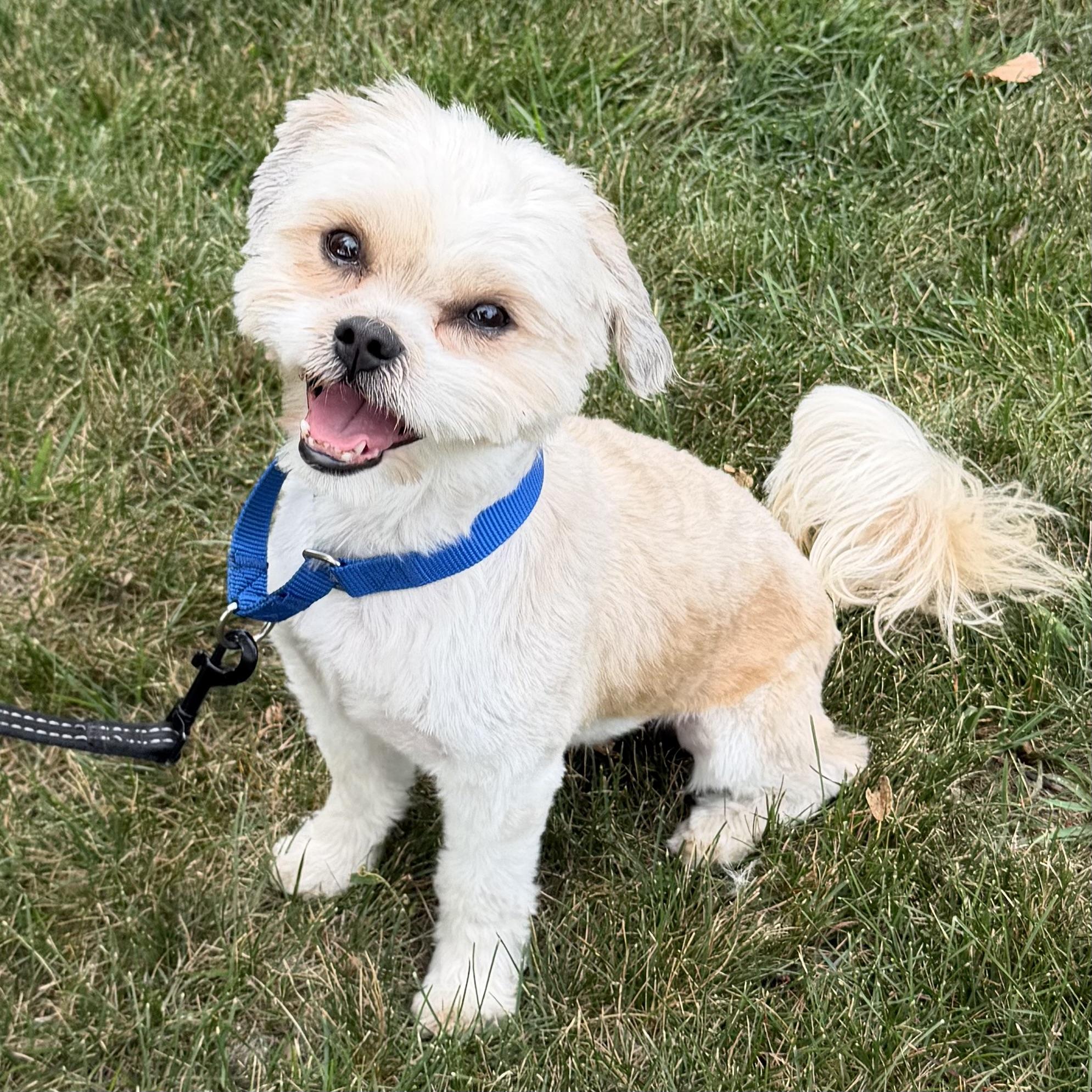 Harry, adoptable, Adult Male Shih Tzu.