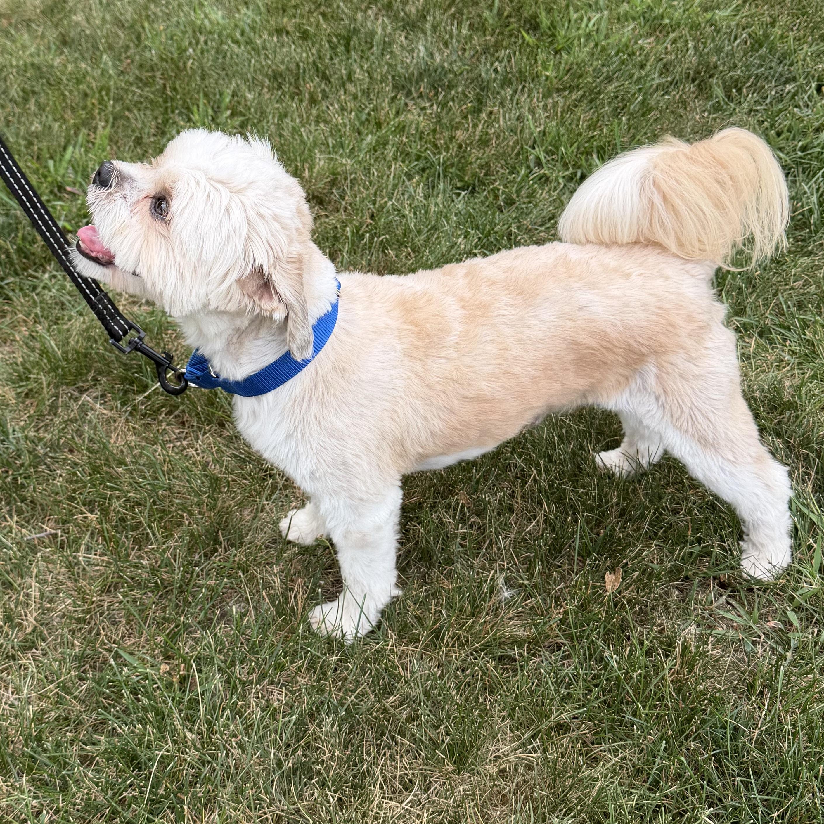 Enlarge Harry, an adoptable Shih Tzu in Libertyville, IL image 2/4