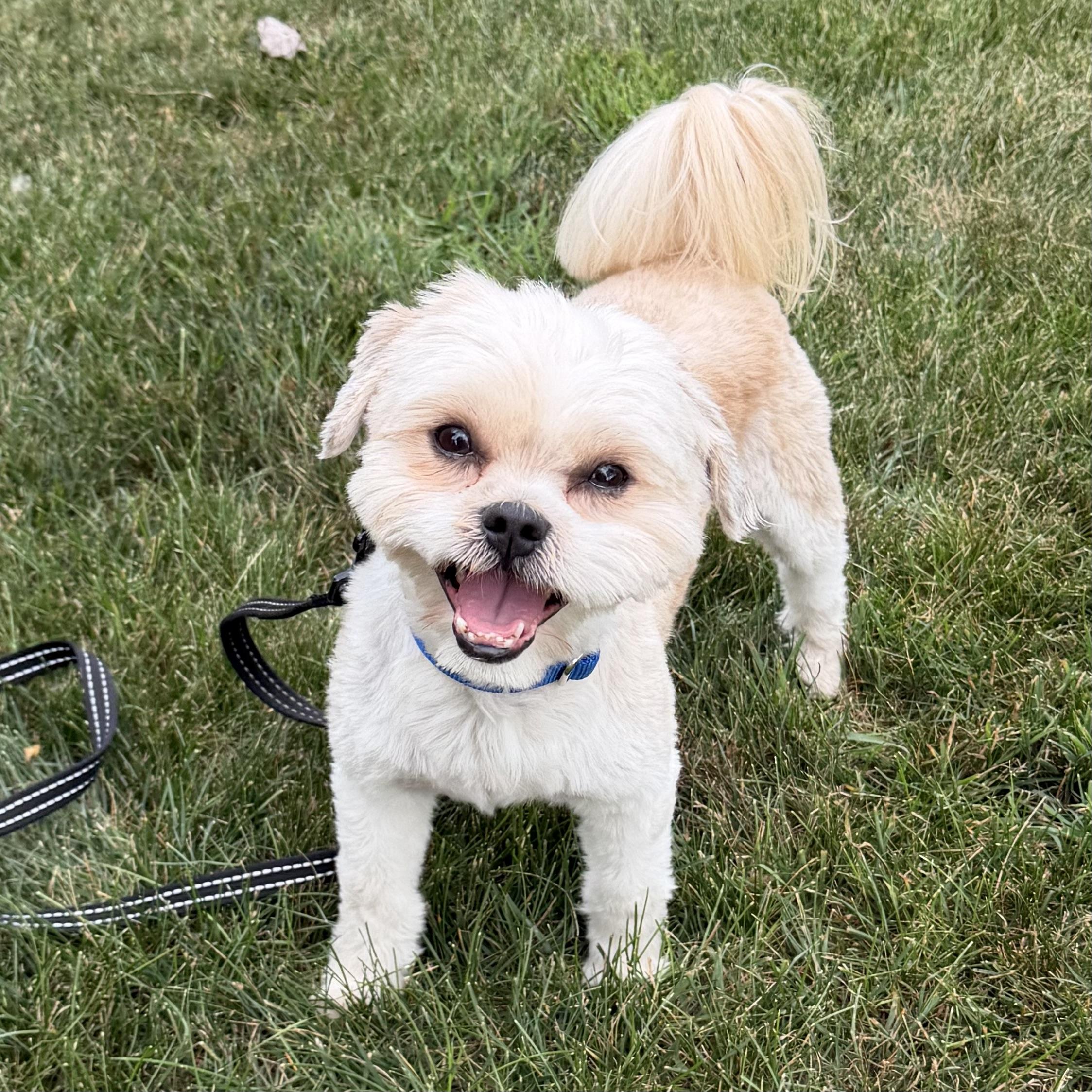 Enlarge Harry, an adoptable Shih Tzu in Libertyville, IL image 3/4