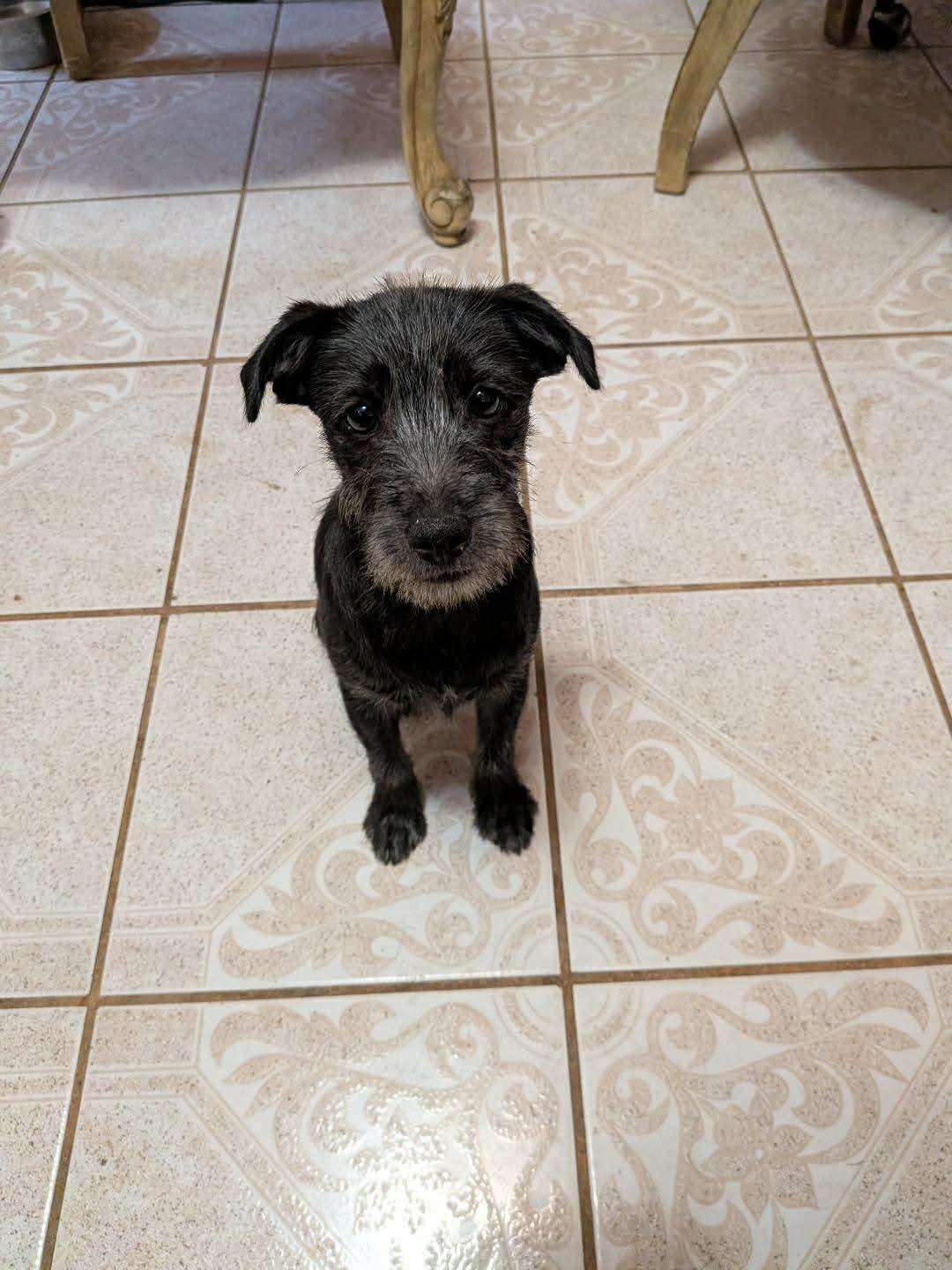 Enlarge Andes (Coming May 8th), a ADOPTABLE Schnauzer in Warrenton, VA image 3/5