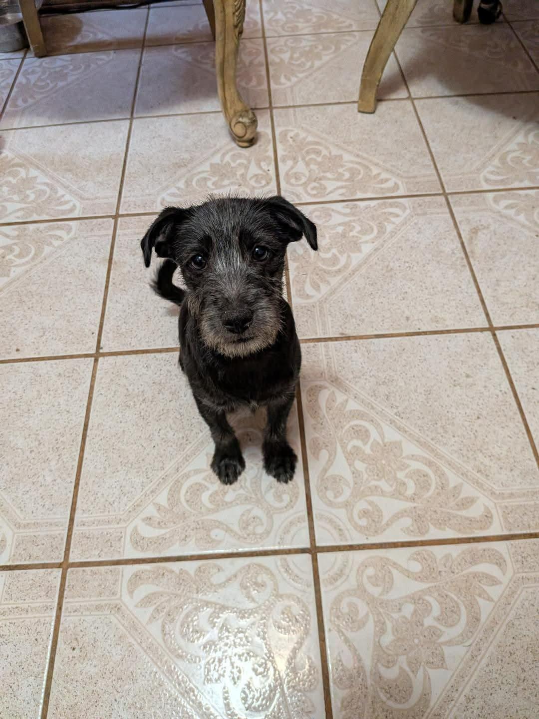 Enlarge Andes (Coming May 8th), a ADOPTABLE Schnauzer in Warrenton, VA image 2/5