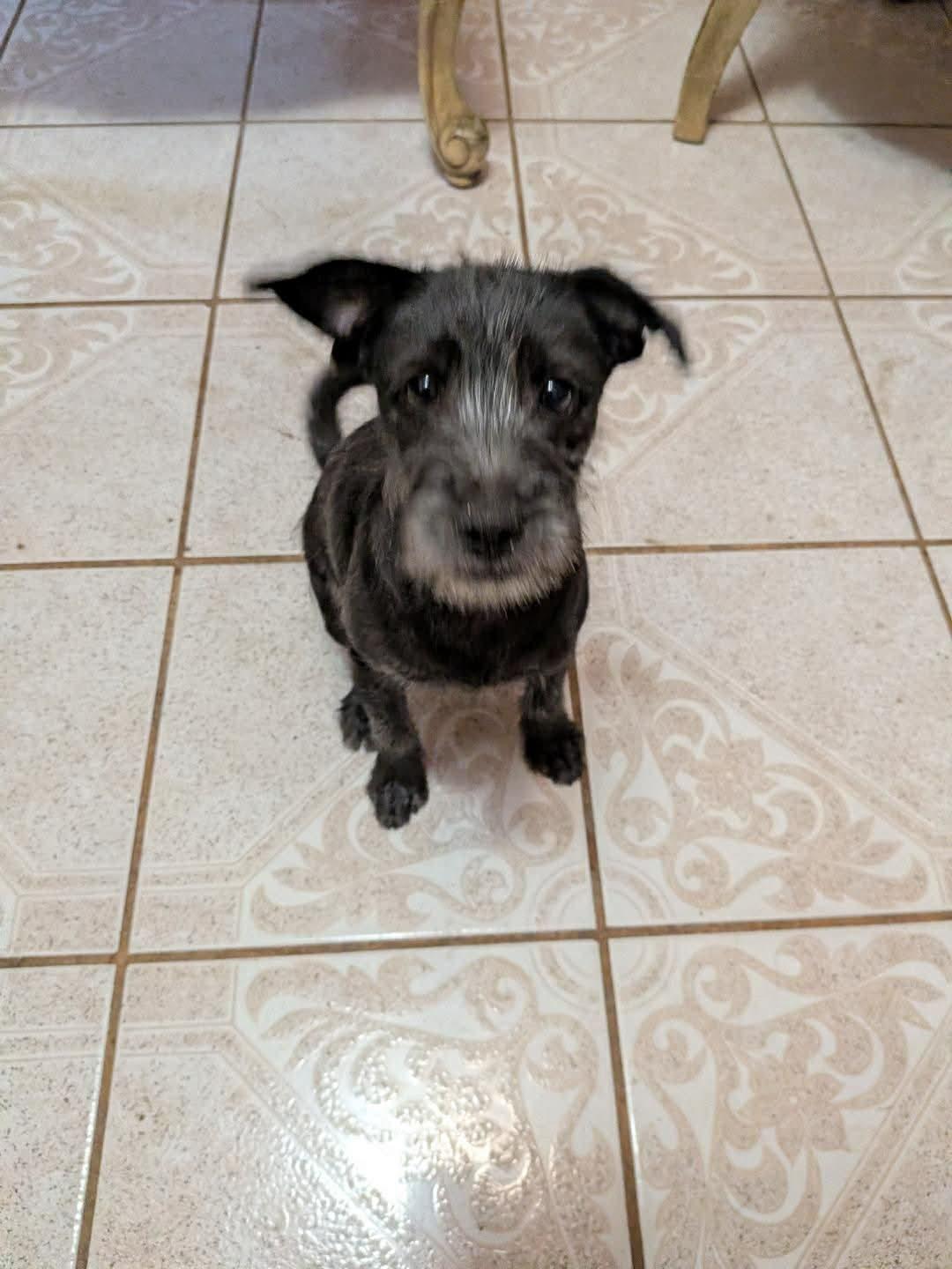 Enlarge Andes (Coming May 8th), a ADOPTABLE Schnauzer in Warrenton, VA image 4/5