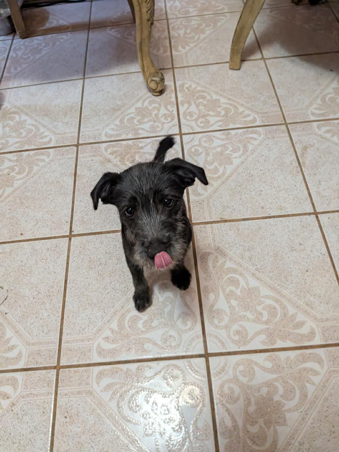 Enlarge Andes (Coming May 8th), a ADOPTABLE Schnauzer in Warrenton, VA image 5/5