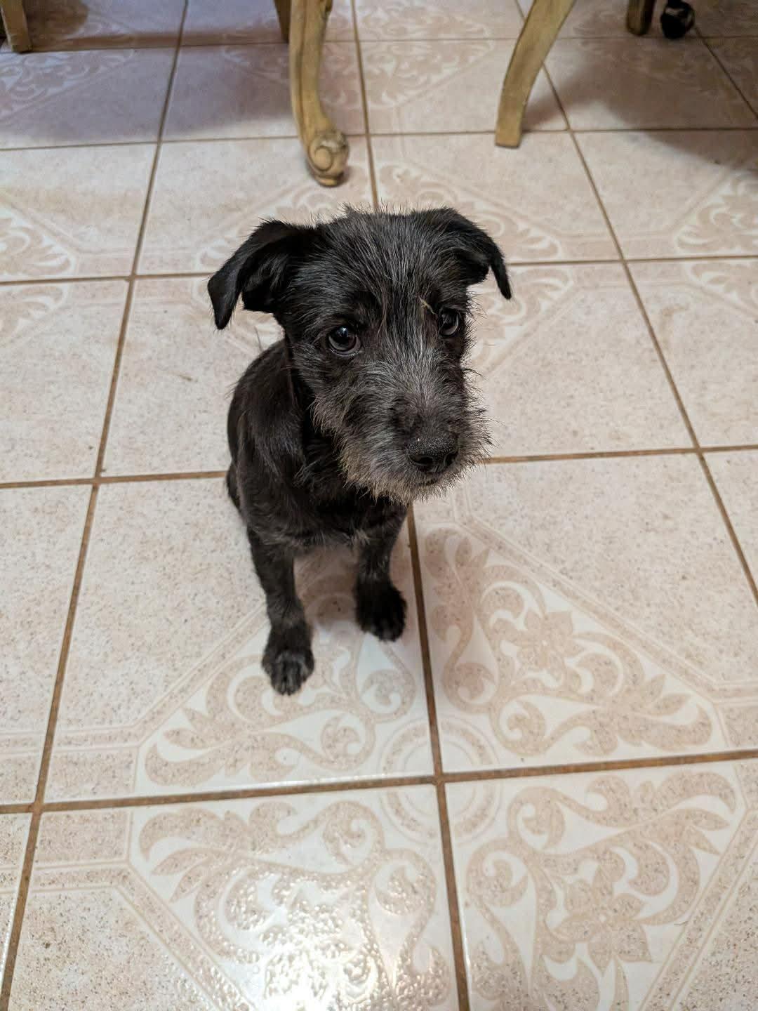 Enlarge Andes (Coming May 8th), a ADOPTABLE Schnauzer in Warrenton, VA image 1/5
