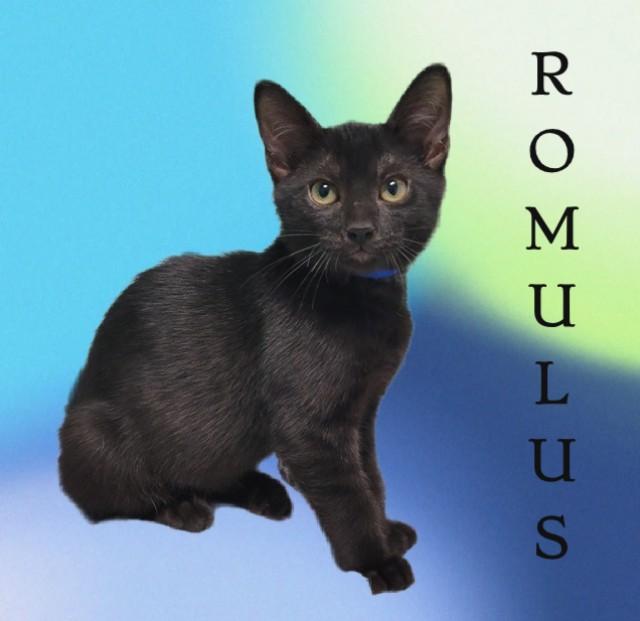 ROMULUS, Adoptable, Kitten Male Domestic Short Hair.