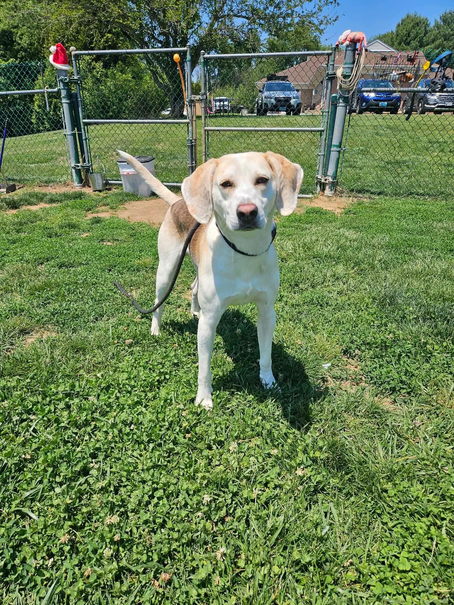 Lil Spoon, a ADOPTABLE Hound in Culpeper, VA image 6/6