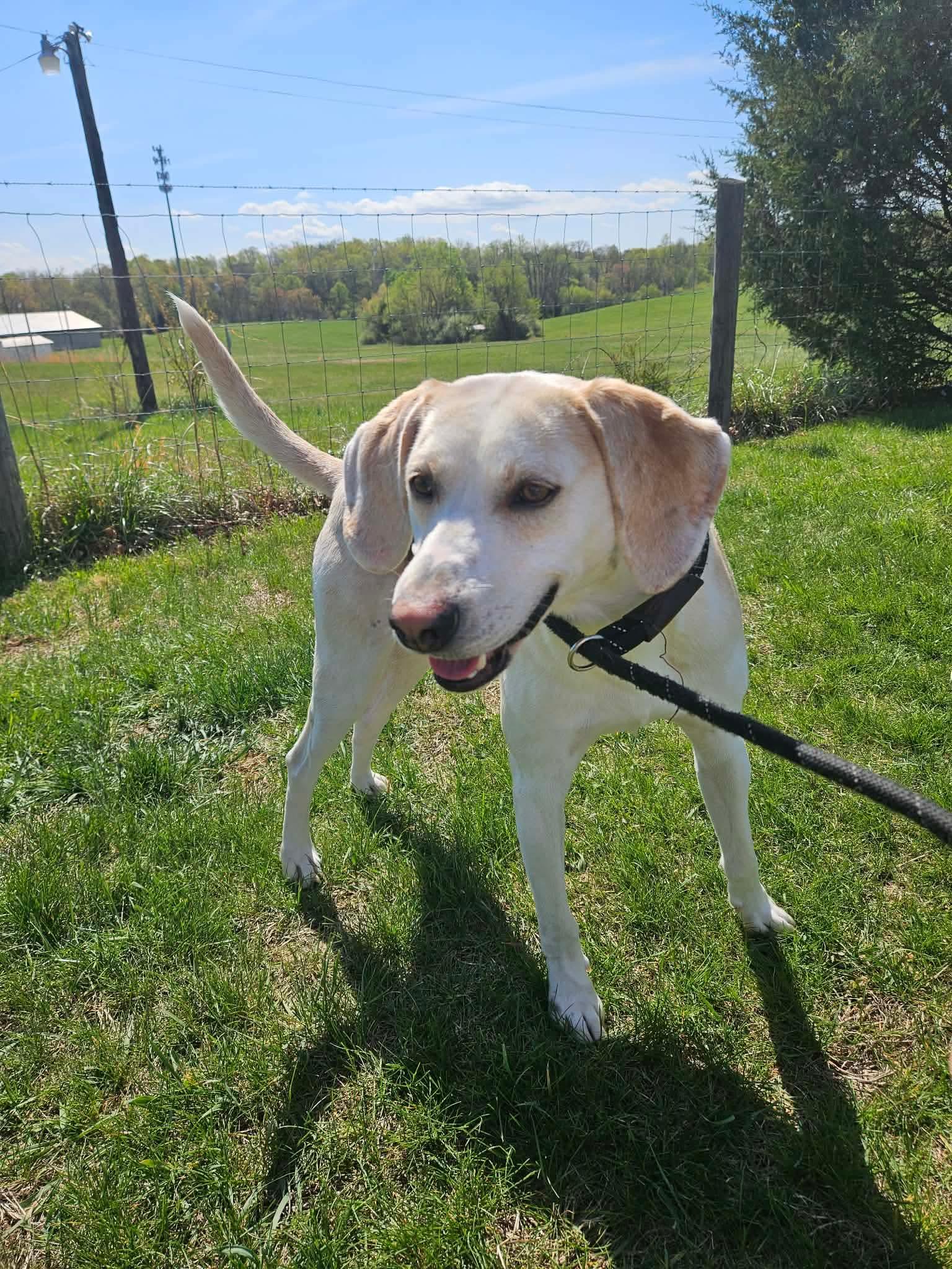 Enlarge Lil Spoon, a ADOPTABLE Hound in Culpeper, VA image 3/3