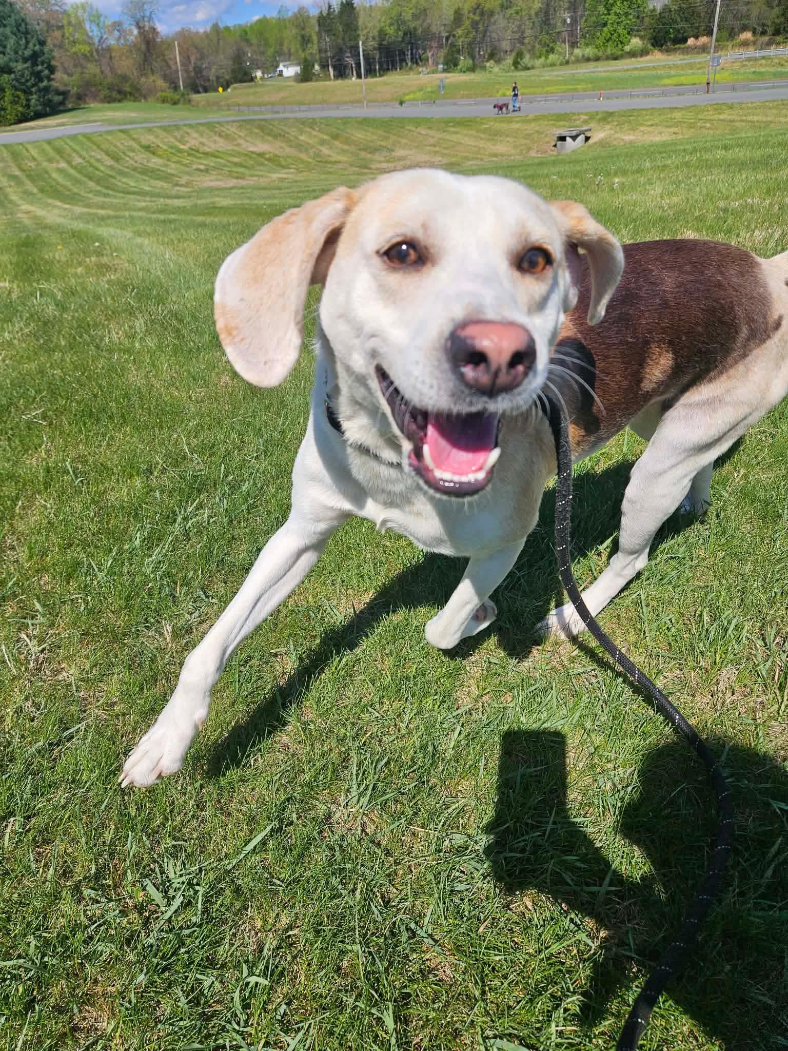 Enlarge Lil Spoon, a ADOPTABLE Hound in Culpeper, VA image 1/3