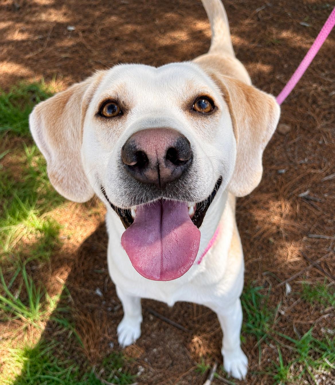 Lil Spoon, a ADOPTABLE Hound in Culpeper, VA image 1/6