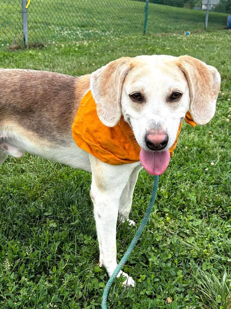 Lil Spoon, a ADOPTABLE Hound in Culpeper, VA image 5/6