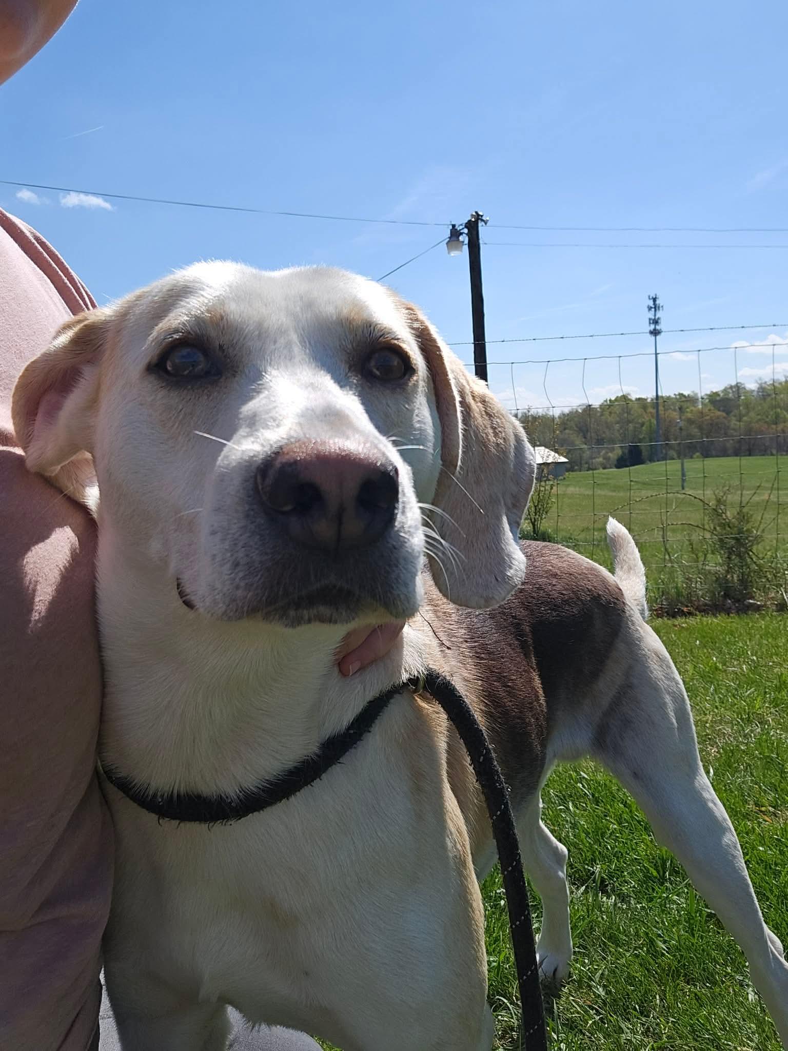 Enlarge Lil Spoon, a ADOPTABLE Hound in Culpeper, VA image 2/3