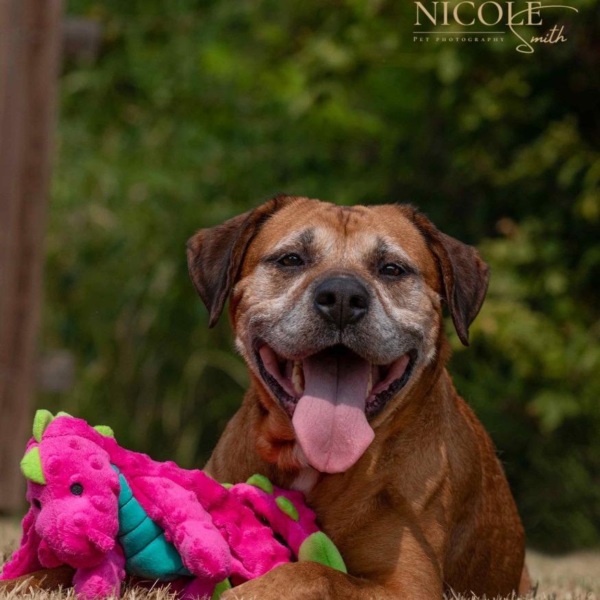 Princess, a Adoptable mixed breed in Henderson, KY image 1/6