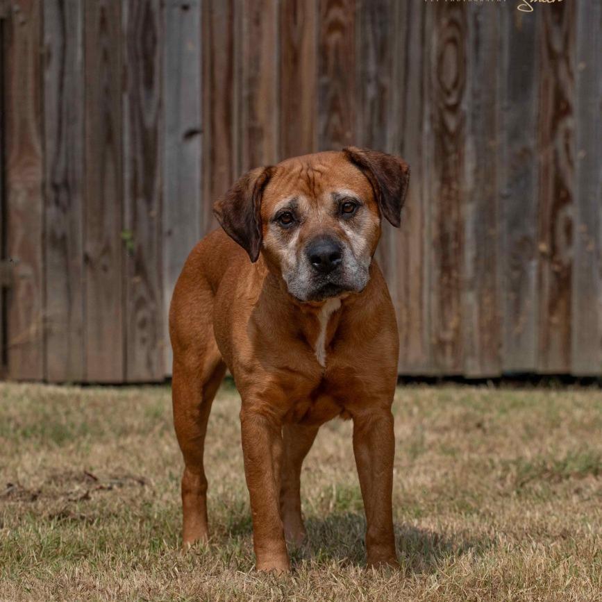 Princess, a Adoptable mixed breed in Henderson, KY image 2/6
