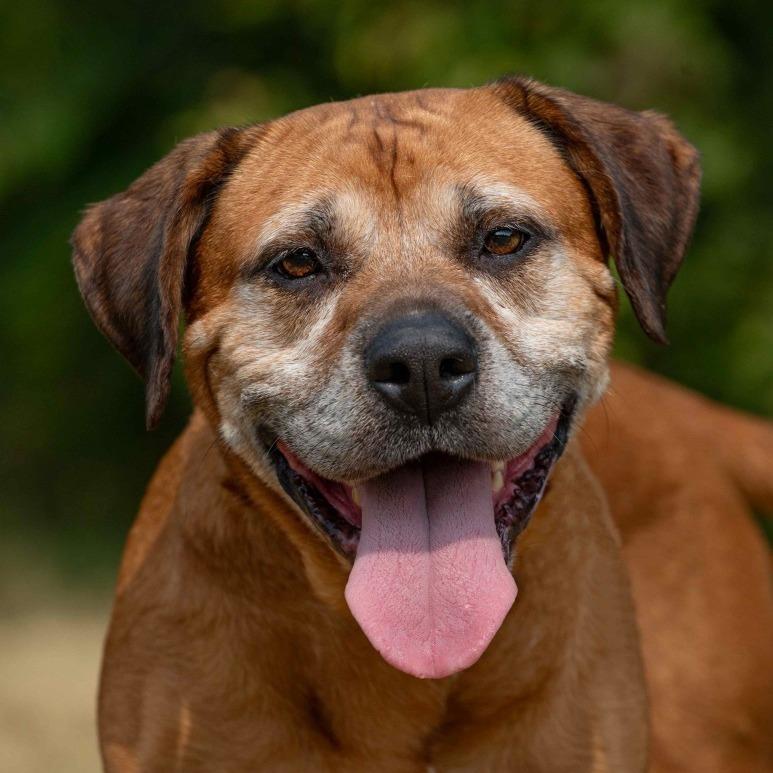 Princess, a Adoptable mixed breed in Henderson, KY image 3/6