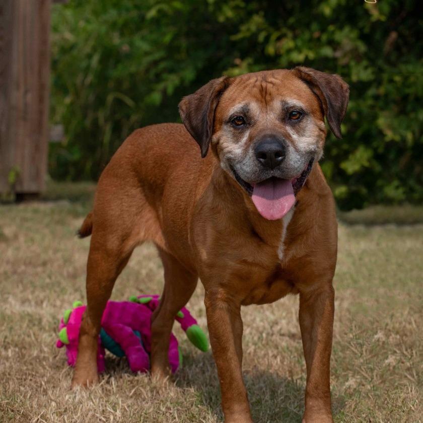 Princess, a Adoptable mixed breed in Henderson, KY image 4/6