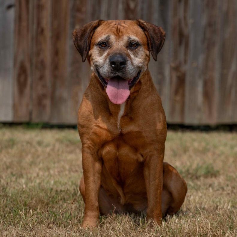 Princess, a Adoptable mixed breed in Henderson, KY image 5/6