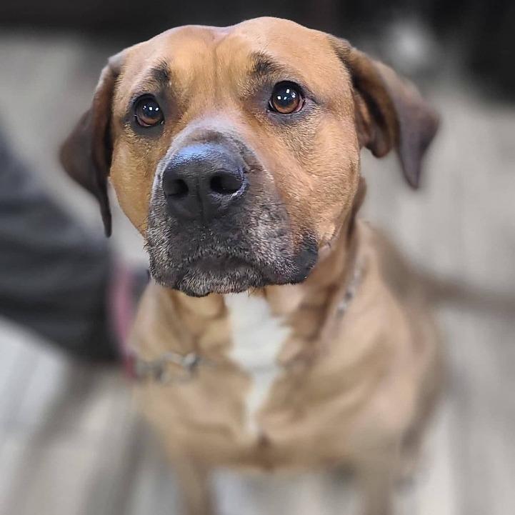 Princess, a Adoptable mixed breed in Henderson, KY image 6/6