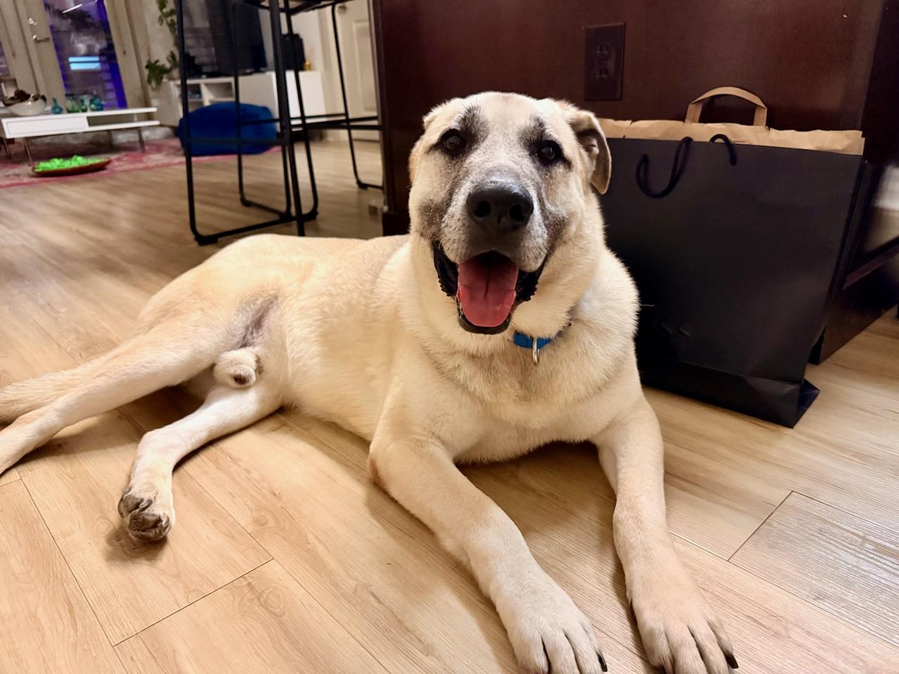 Hunter, adopted, Adult Male Anatolian Shepherd & Great Pyrenees.