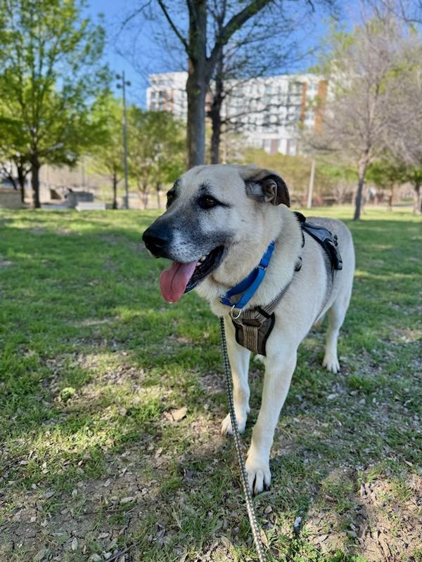 Enlarge Hunter, an adopted mixed breed in Corsicana, TX image 6/6