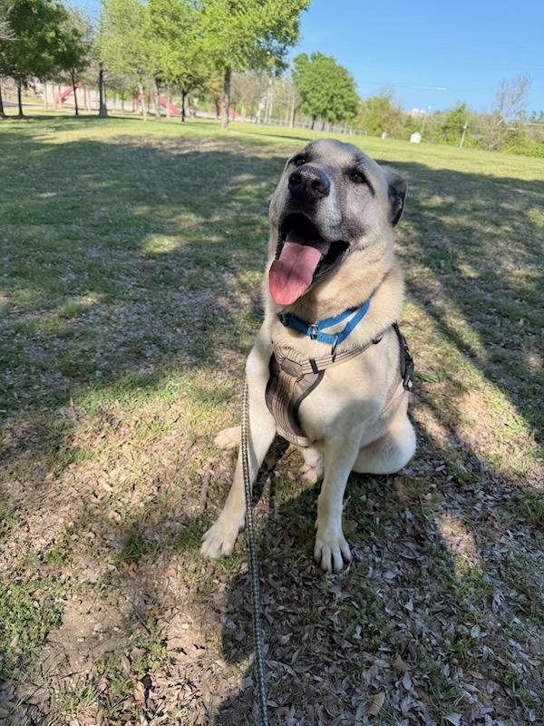 Enlarge Hunter, an adopted mixed breed in Corsicana, TX image 4/6