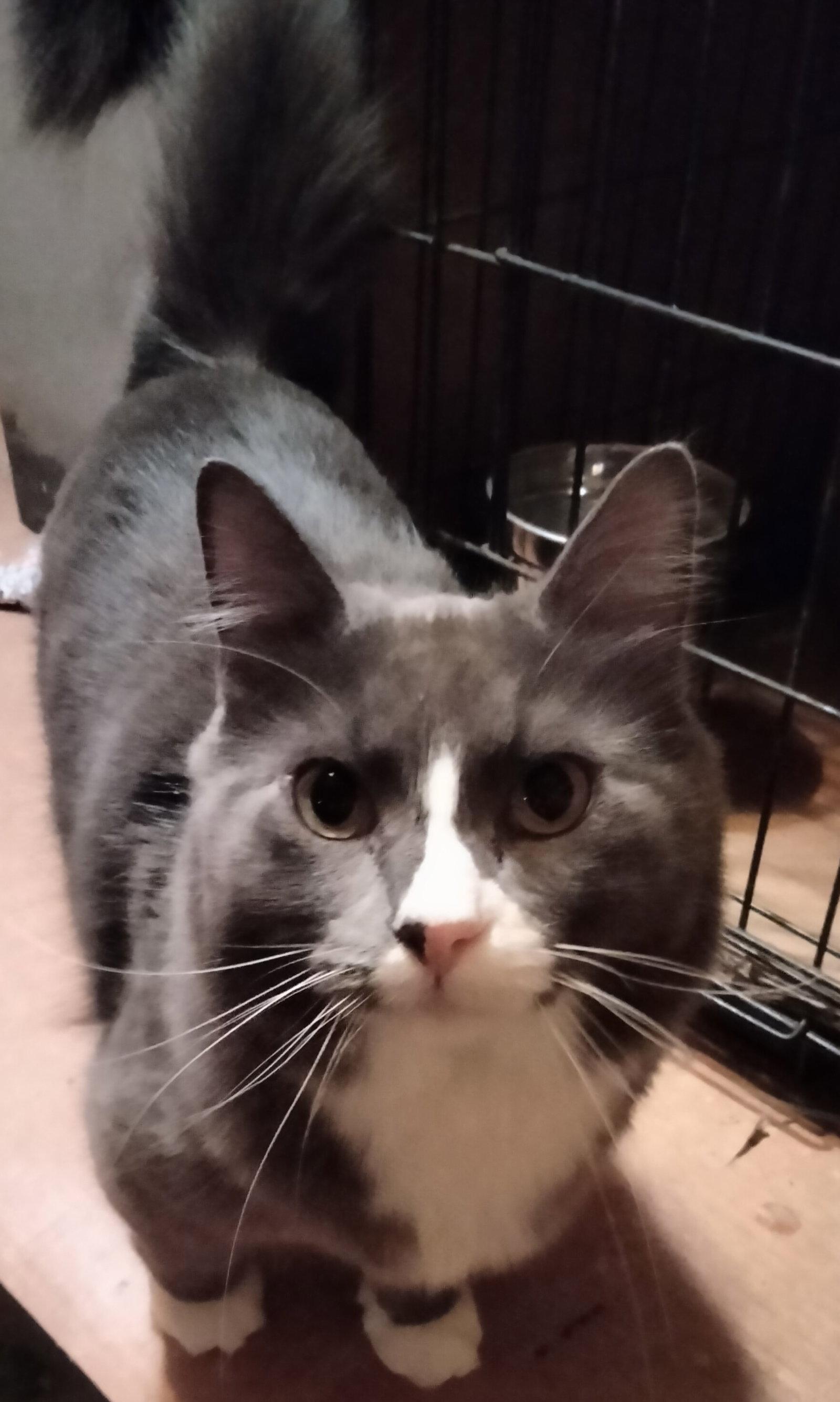 Enlarge Boogie, a Adopted Domestic Medium Hair in Frisco, TX image 1/3