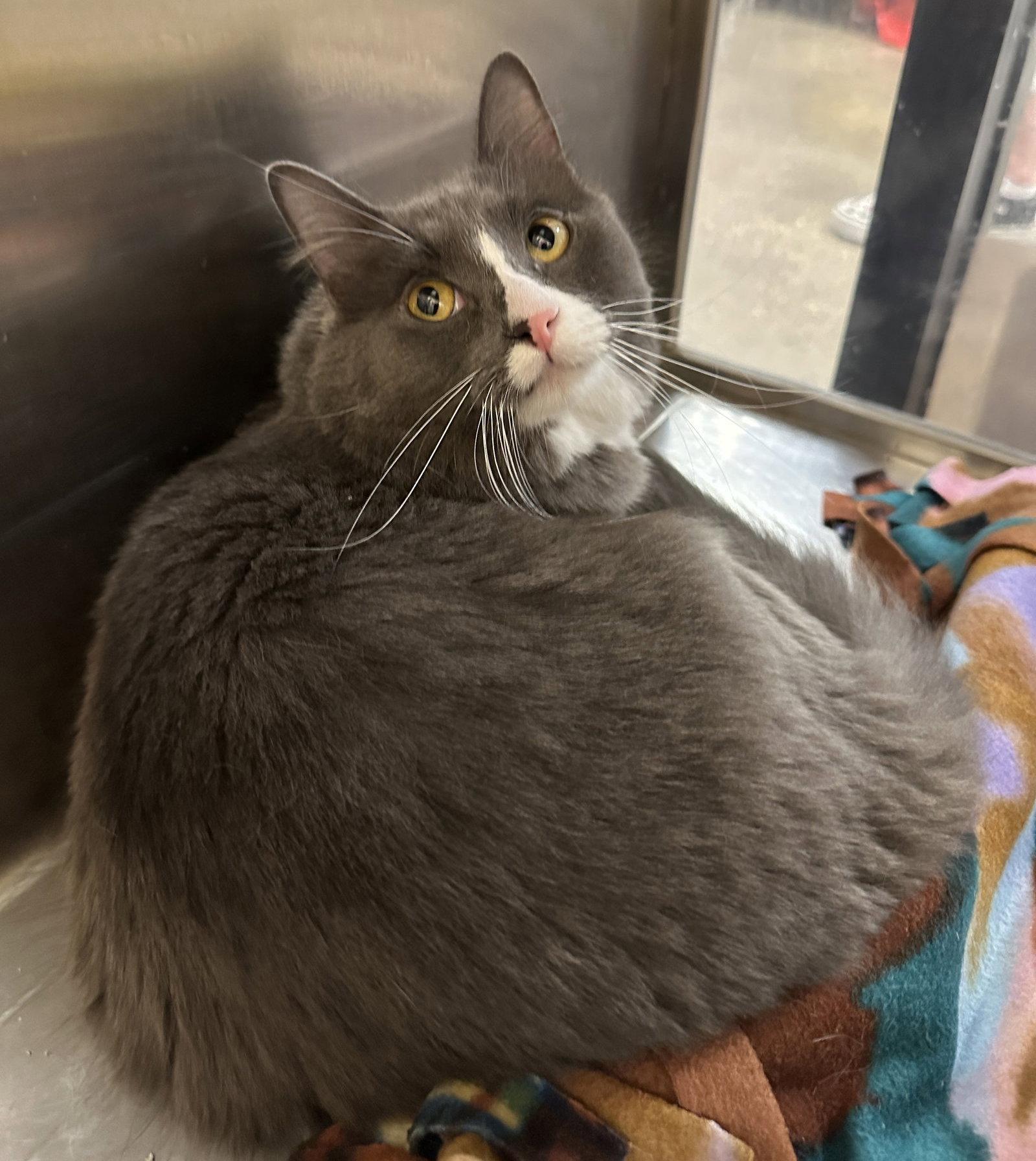 Enlarge Boogie, a Adopted Domestic Medium Hair in Frisco, TX image 2/3