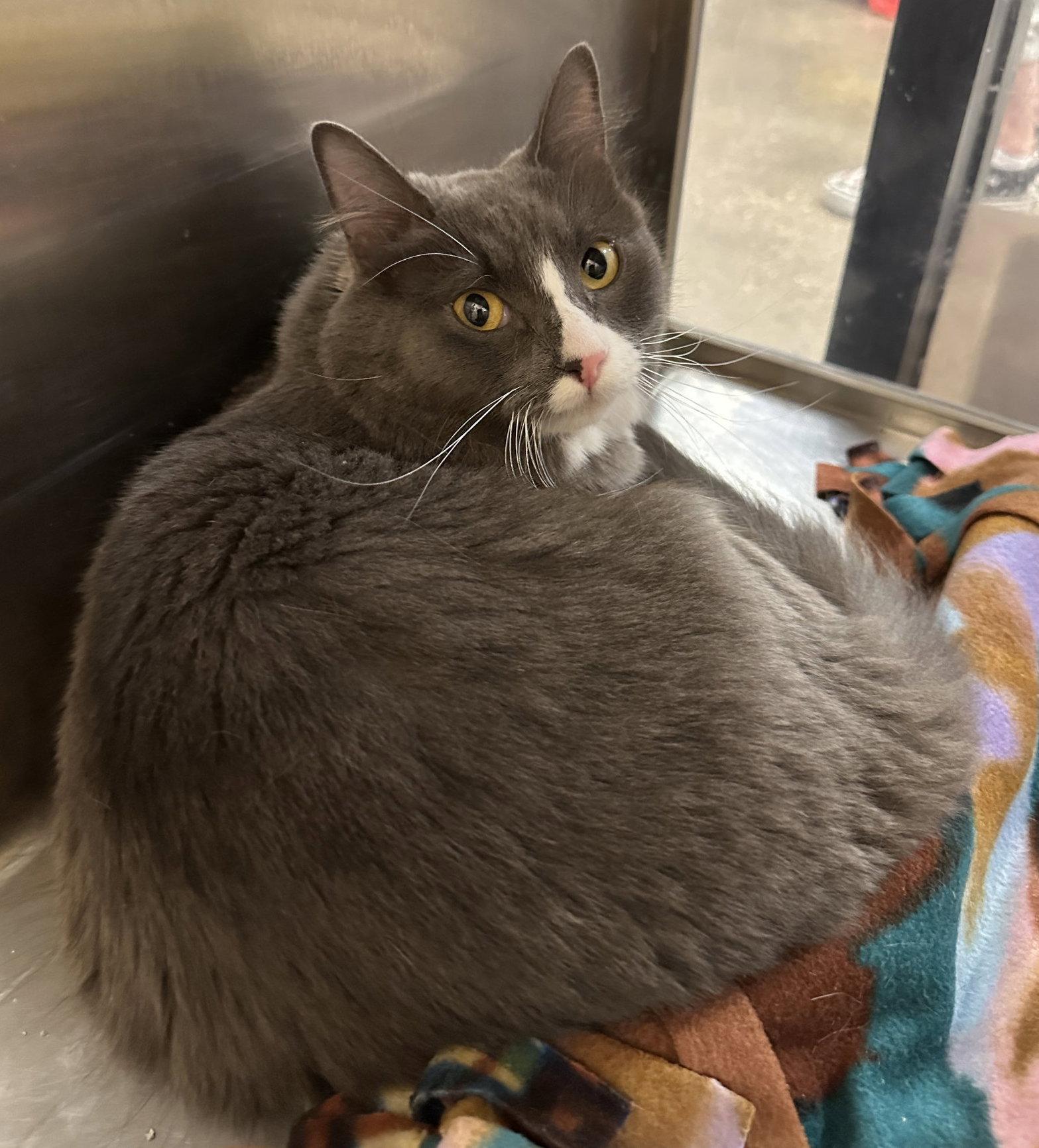 Enlarge Boogie, a Adopted Domestic Medium Hair in Frisco, TX image 3/3