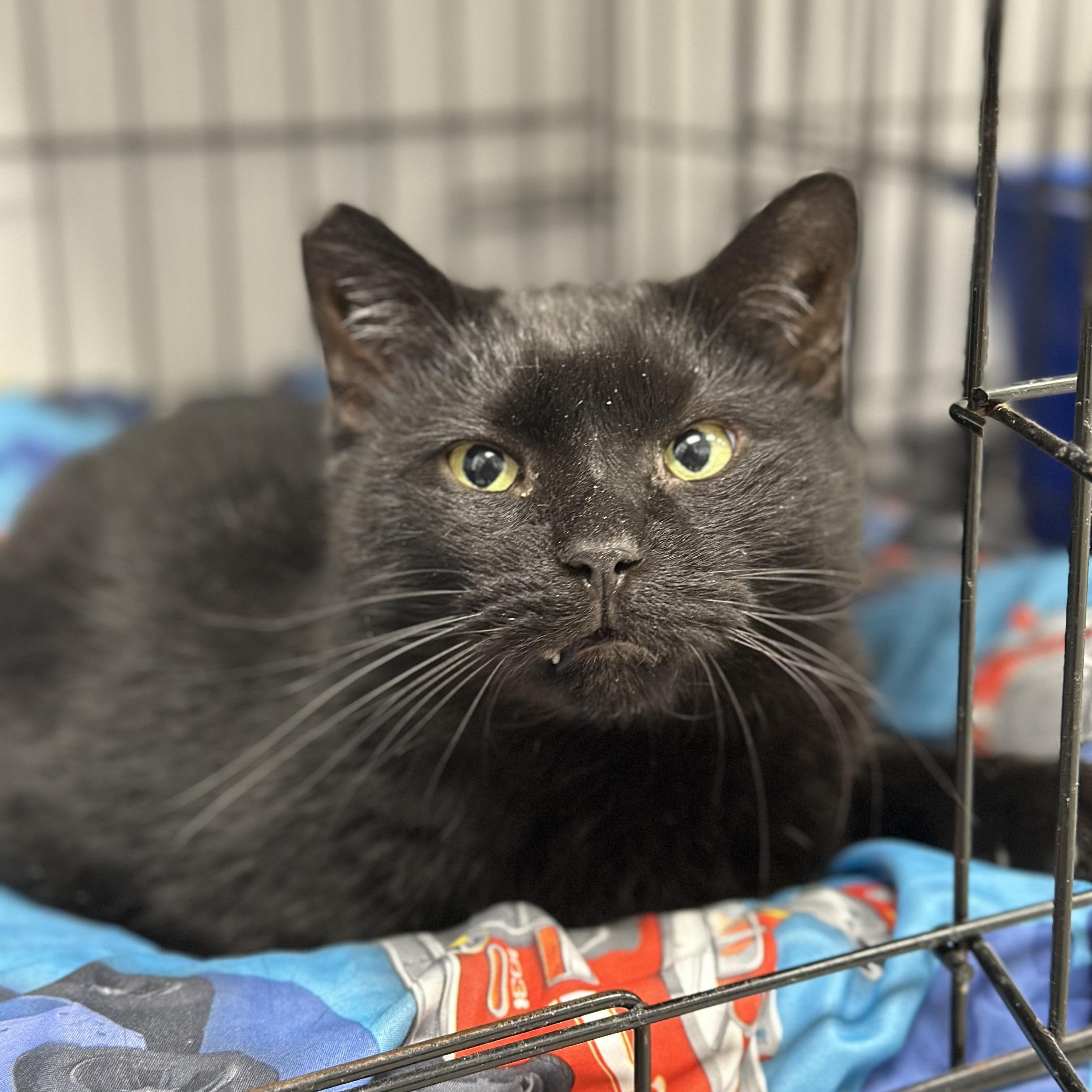 Licorice, Adult Male unknown