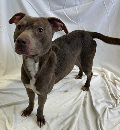 Jim, Adoptable, Adult Male Pit Bull Terrier & Mixed Breed.