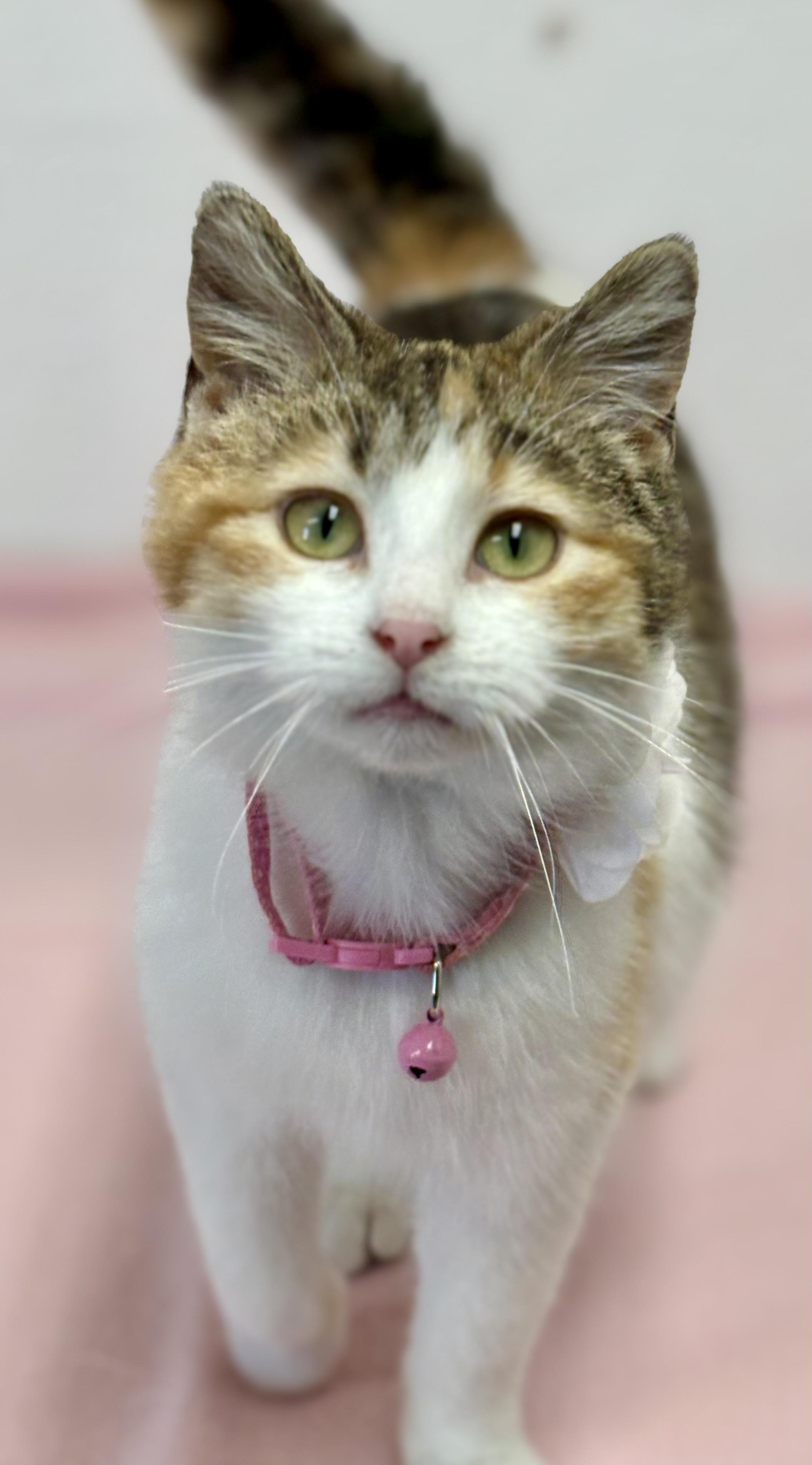 Enlarge Honey , an adopted mixed breed in Charles City, IA image 2/5
