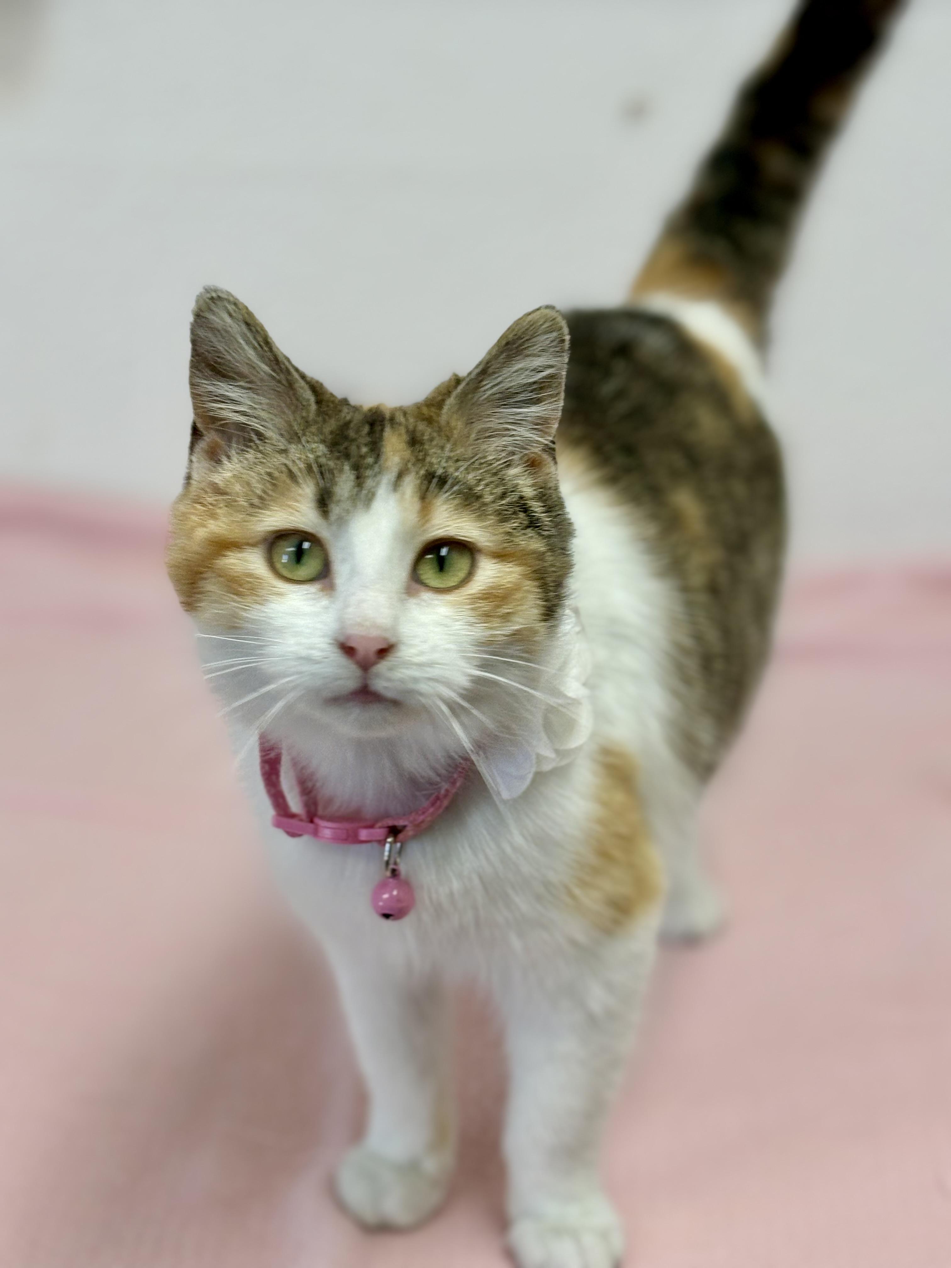 Enlarge Honey , an adopted mixed breed in Charles City, IA image 4/5