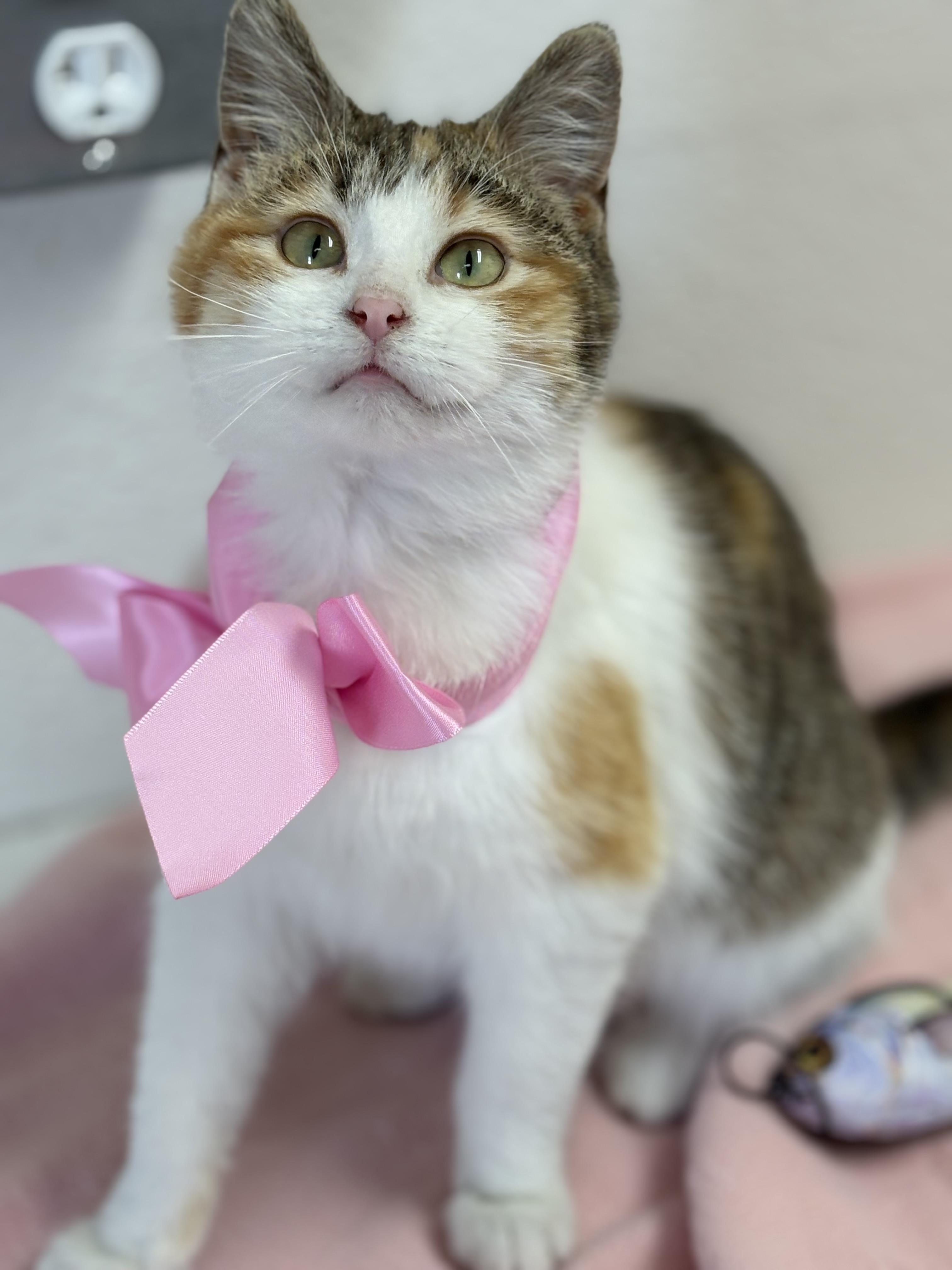 Honey , adopted, Young Female Domestic Medium Hair & Calico.