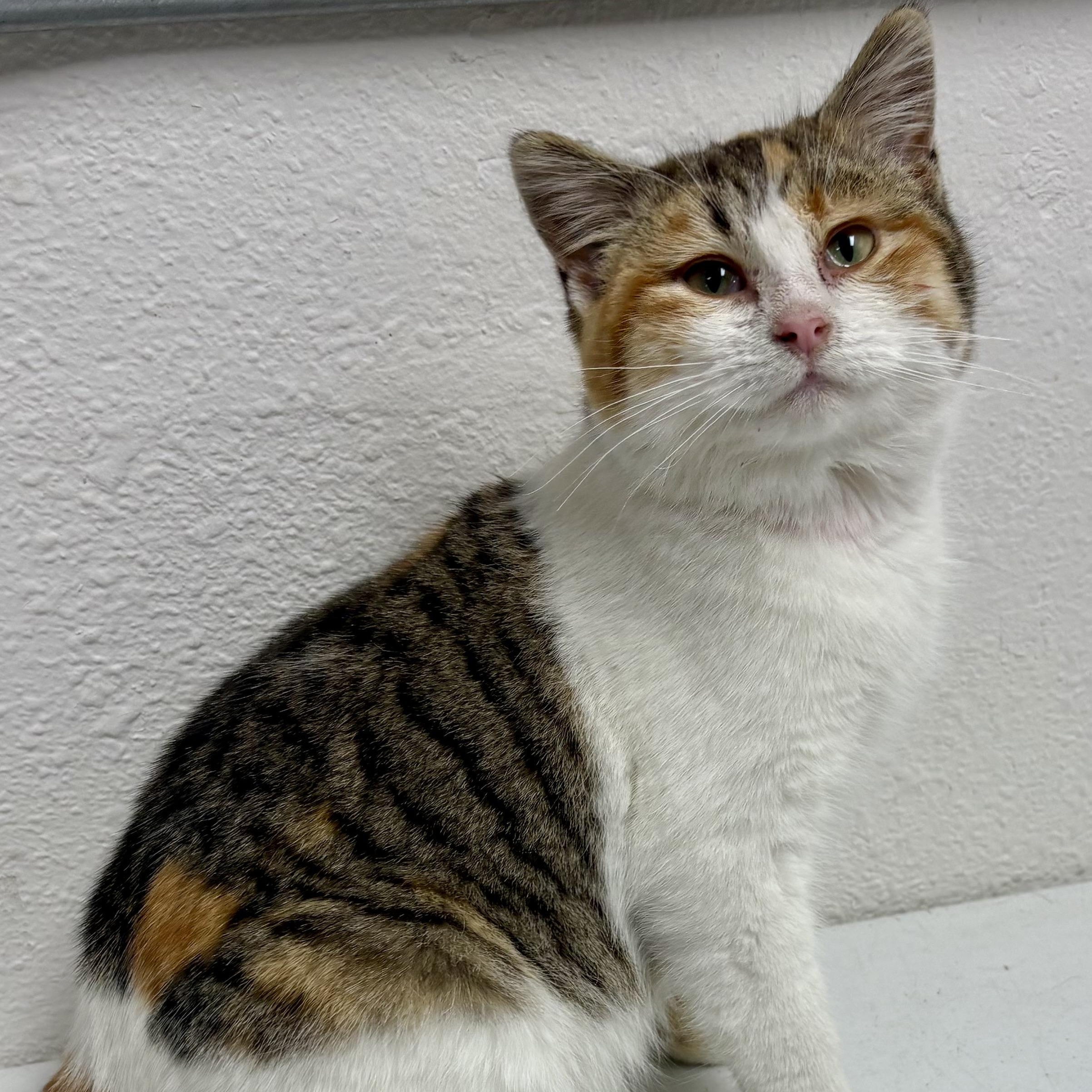 Enlarge Honey , a ADOPTABLE mixed breed in Charles City, IA image 2/5